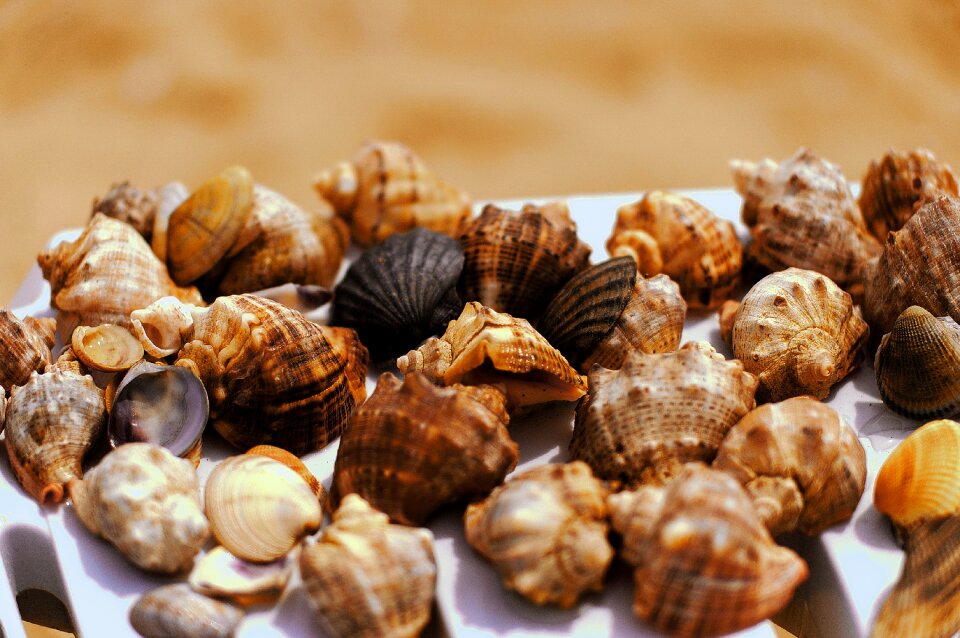 Sea seashells beach