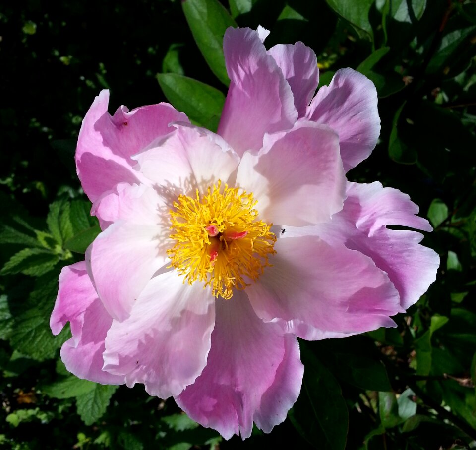Nature leaf peony