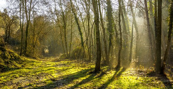 Nature landscape tree photo