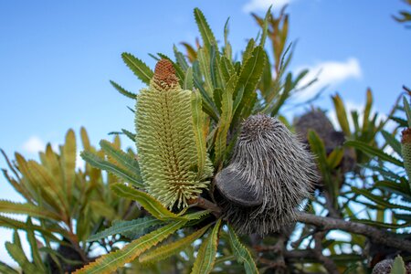 Flora banksia flower