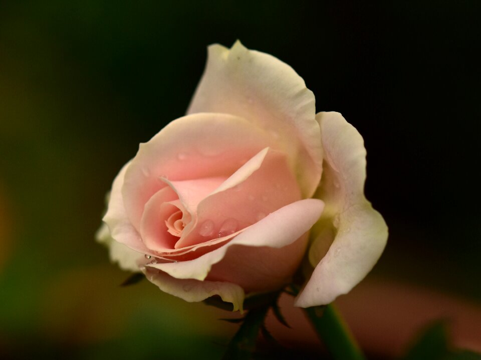 Bloom petal flora