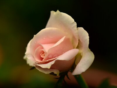 Bloom petal flora
