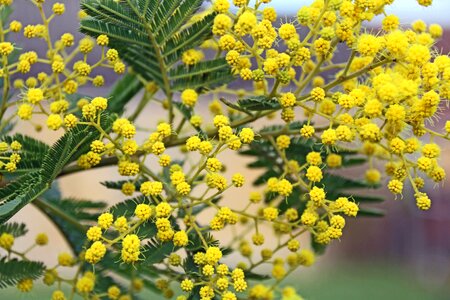 Floral leaf mimosa yellow flower photo