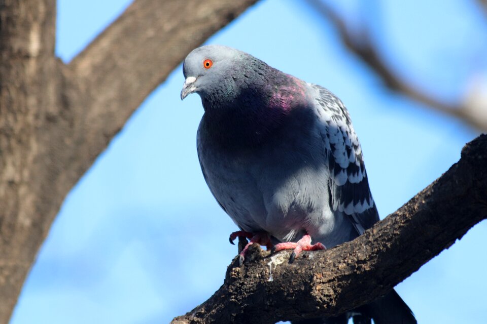 Outdoors animal pigeon