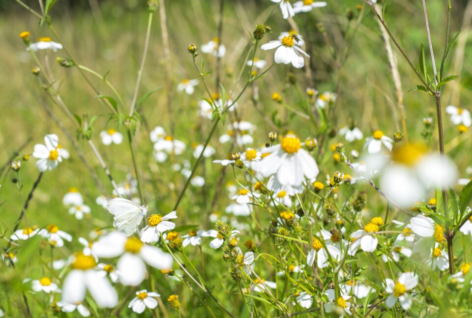 Summer henar field