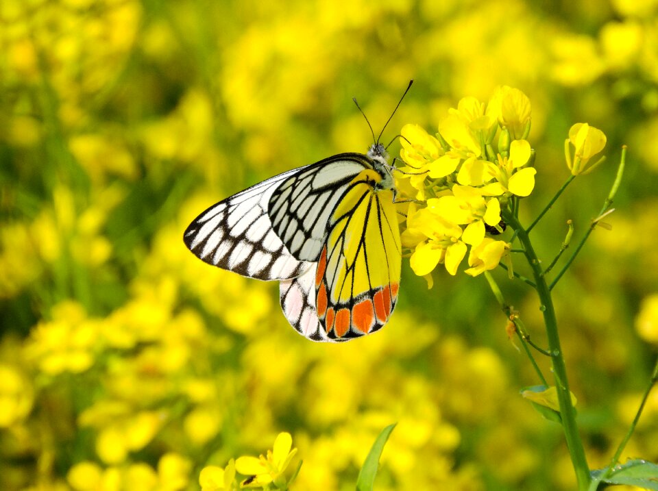 Insect summer beautiful