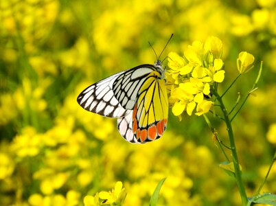 Insect summer beautiful