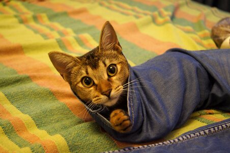 Animals cat portrait