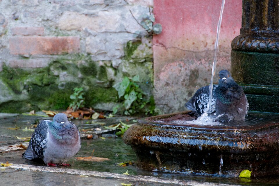 Animal dove venice