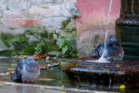 Animal dove venice