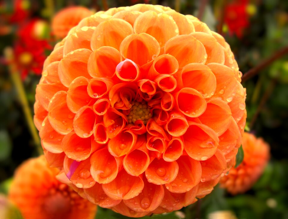 Plant summer dahlia