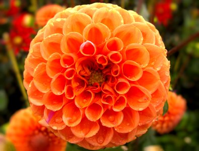 Plant summer dahlia