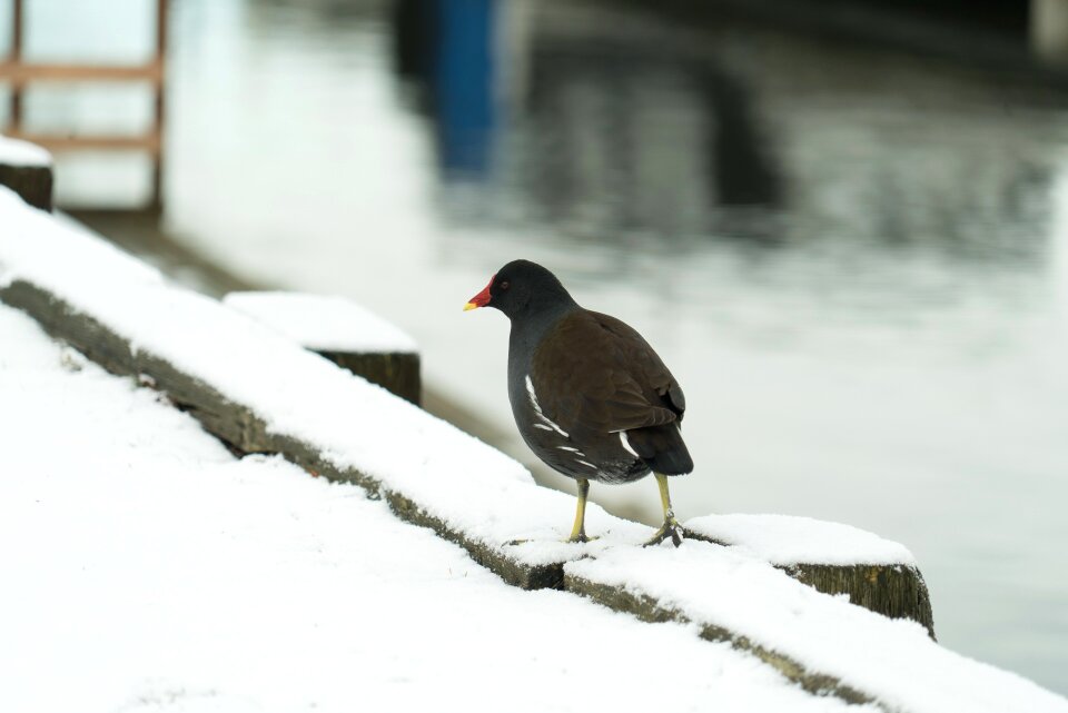Cold nature outdoors