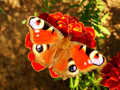 Color animals butterflies