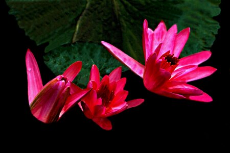 Plant leaf petal water lilies photo