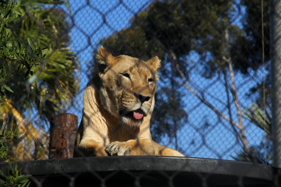 Nature animal predators