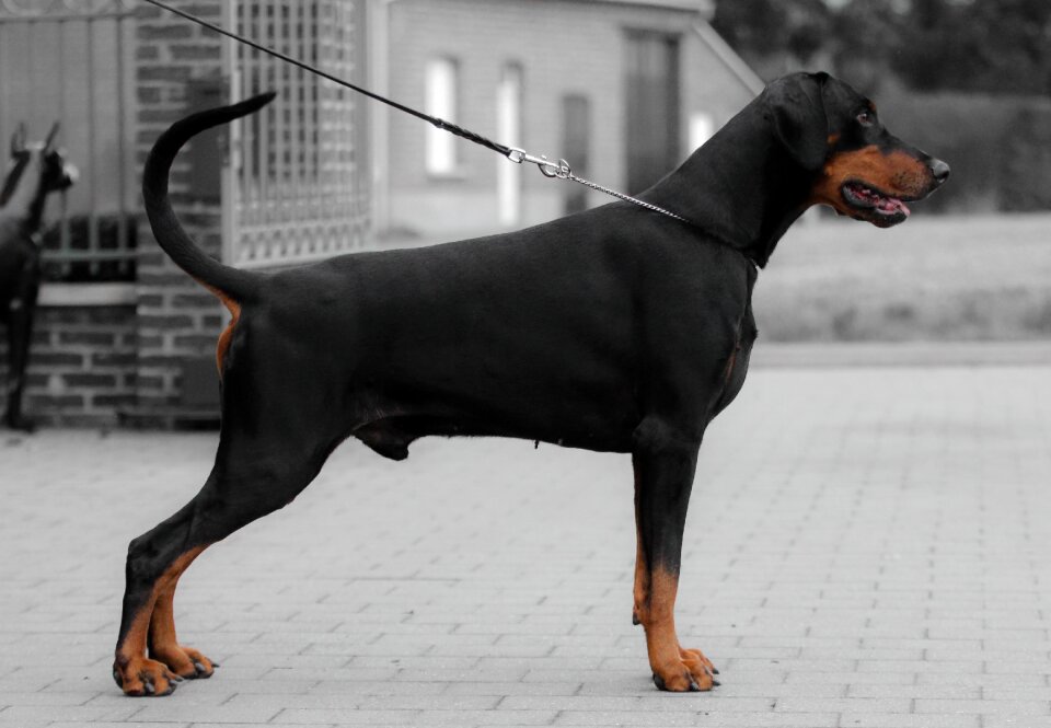 Dog a no person