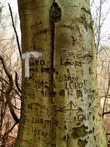 Tree love romance