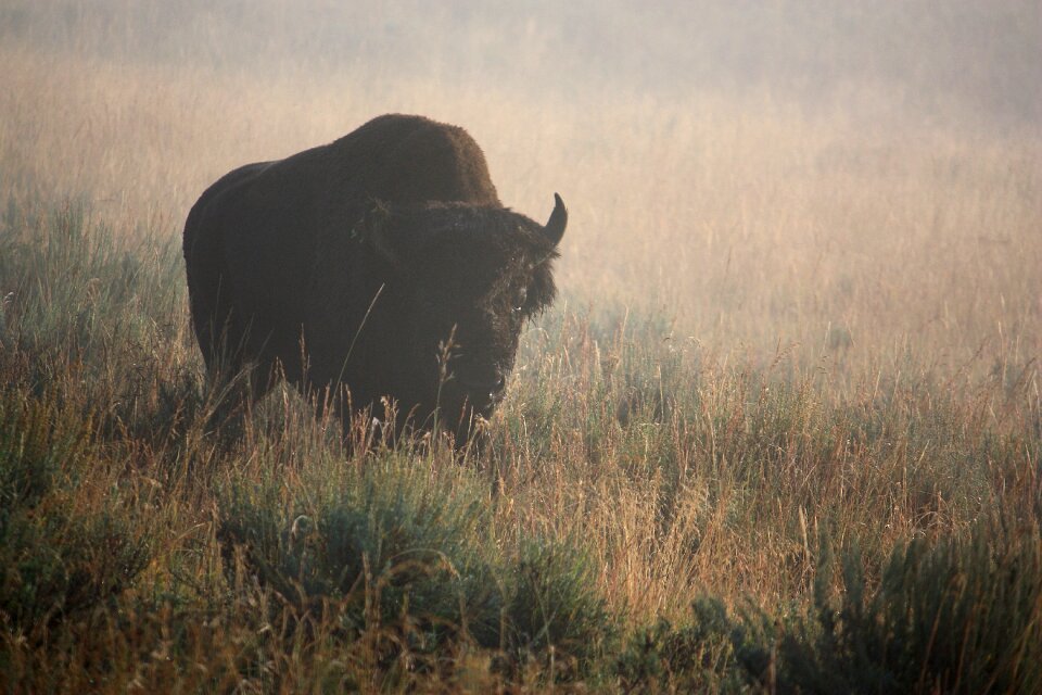 Yellowstone park mammal wildlife