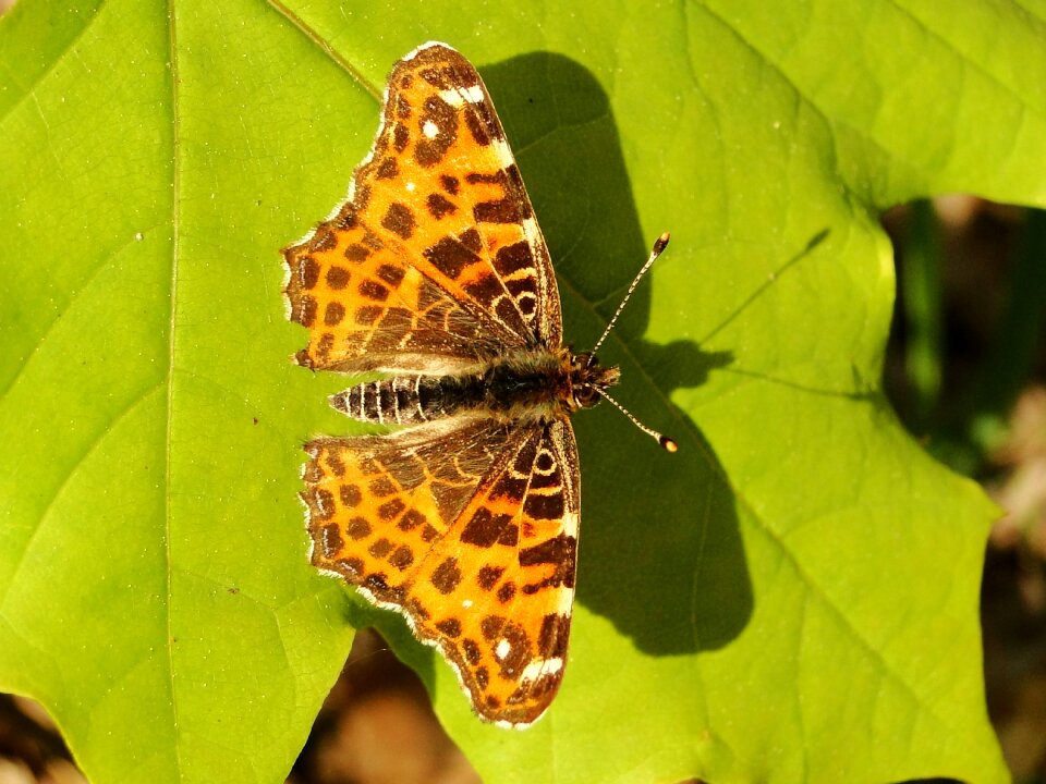 Butterfly day at the court of animals