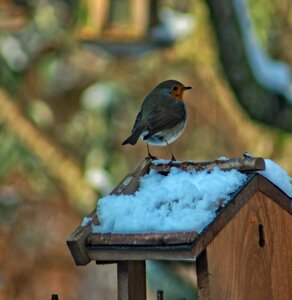 Outdoor robin snow photo