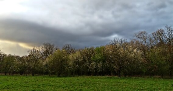 Tree field cloud photo