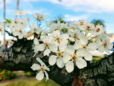 Cherry flowers flowers white cotton