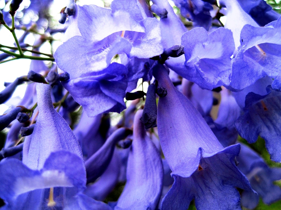 Trumpet shape floral plant