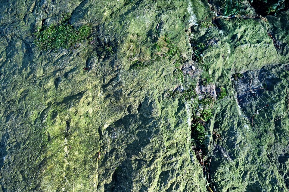 Rough lichen rock texture