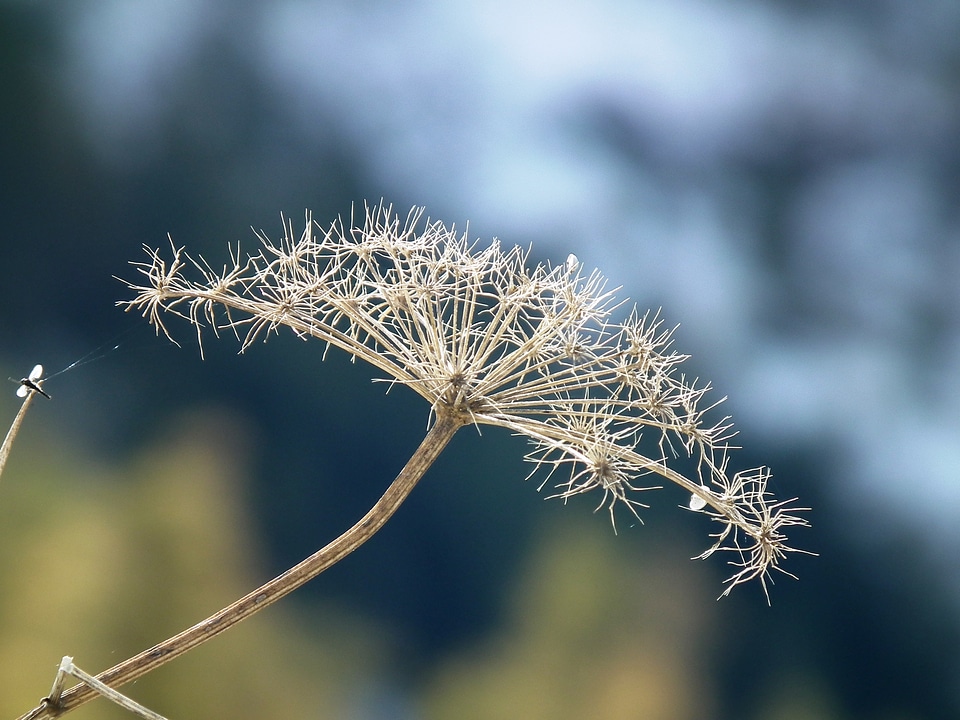 Plant dry Free photos