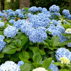 Flora leaf hydrangea