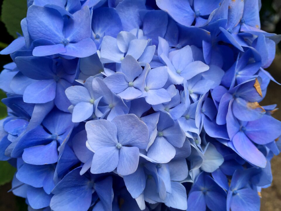 Summer garden blooming