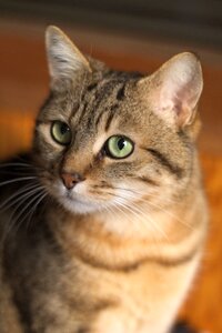 Portrait cat tabby photo