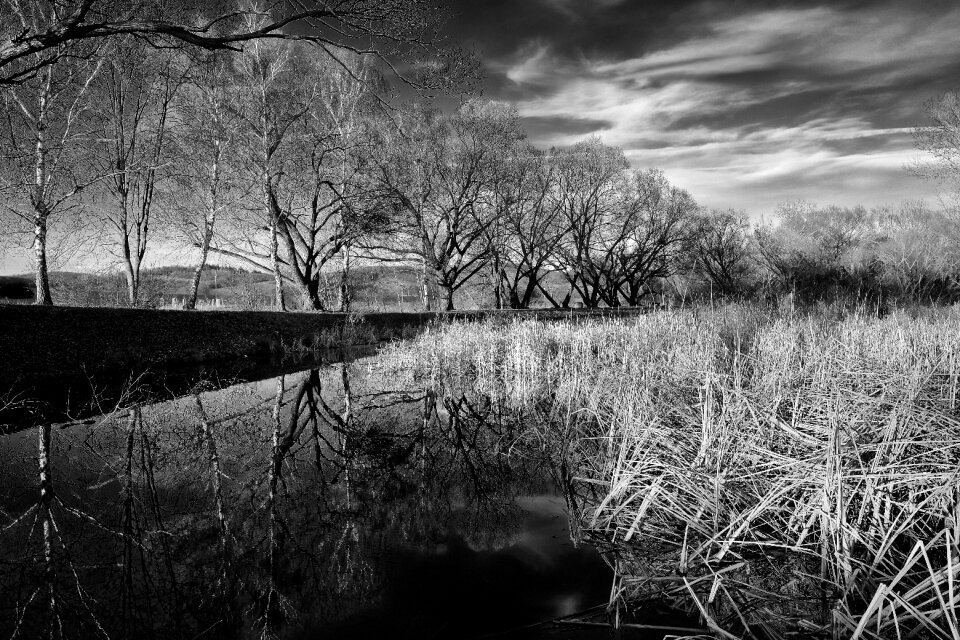 Reflection reeds clouds