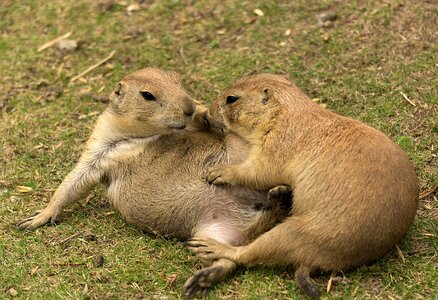 Nature cute animal world