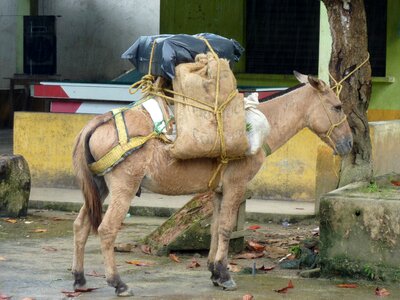 Pack colombia donkey photo