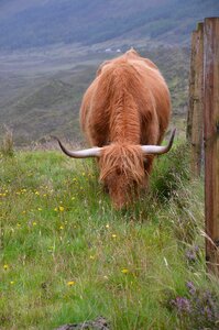 Mammal outdoor scotland