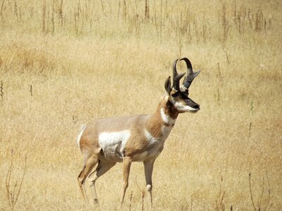 Antelope island utah usa photo