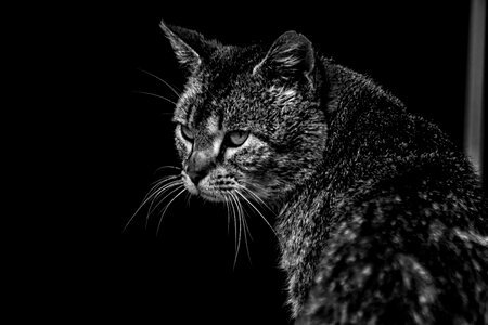 Portrait animal search