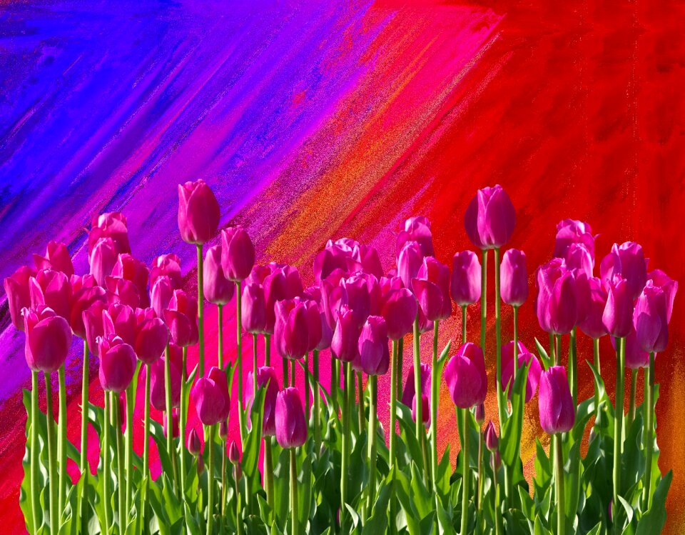 Tulip plant bright