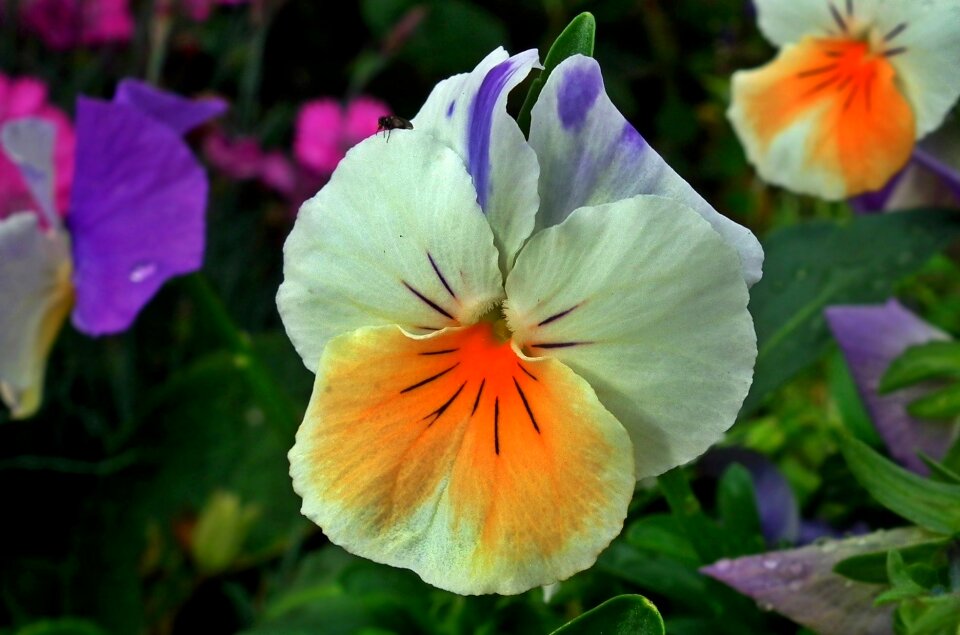 Plant nature blooming