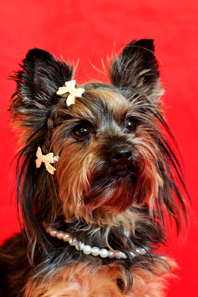 Portrait cute nice