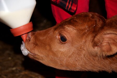 Feeding young animal cattle breeding photo