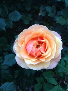 Nature flora