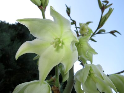 Bloom palm white photo