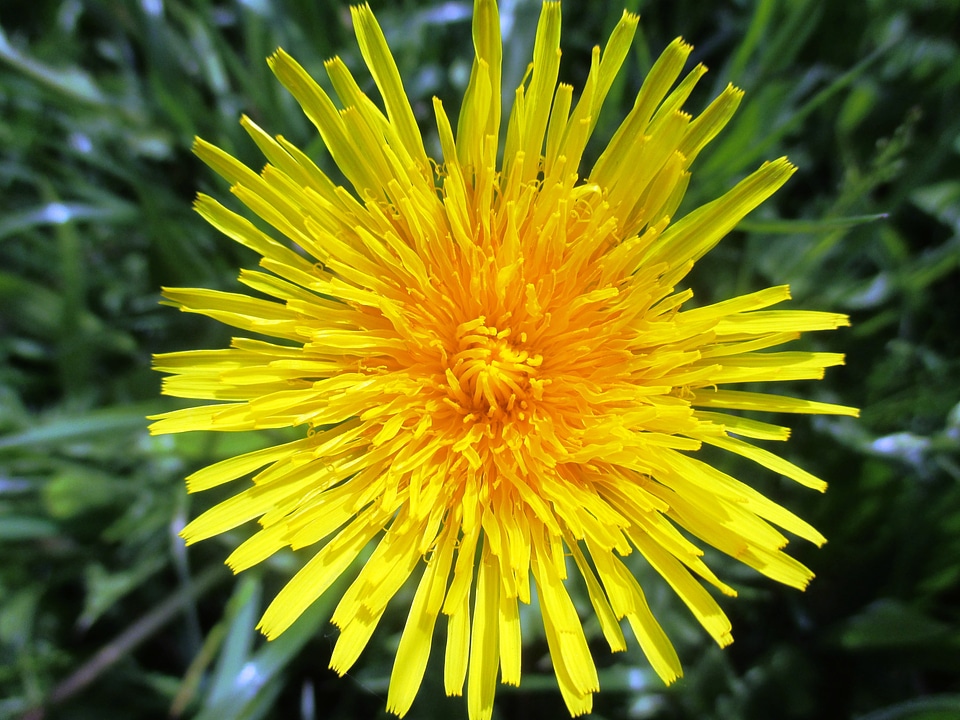 Nature flora yellow