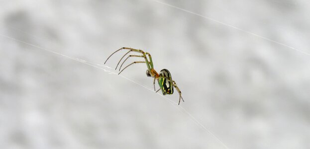 Animalia wild life colombia