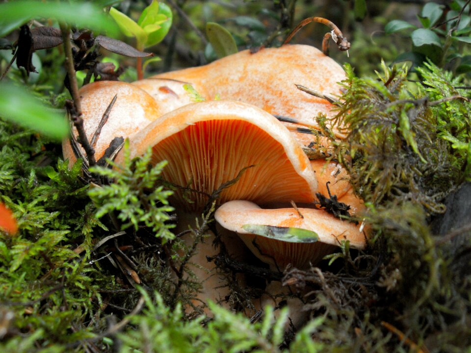 Boletus autumn edible