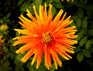 Summer garden dahlia