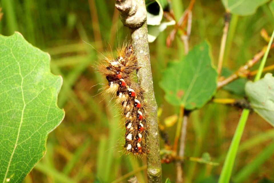 At the court of insect caterpillar